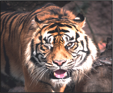 tigre
