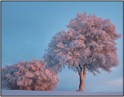 arbre_rose