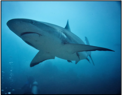 shark