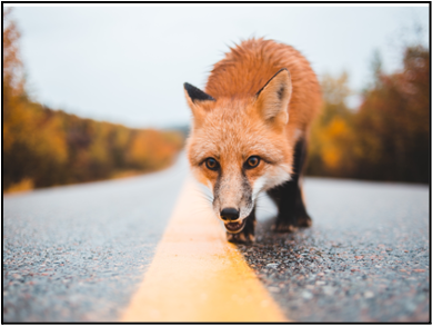 renard